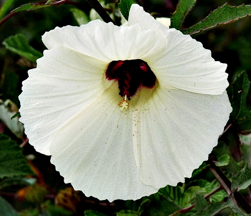 {Hibiscus aculeatus}